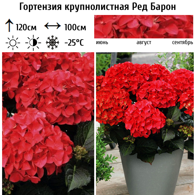 Гортензия крупнолистная "Ред Барон"