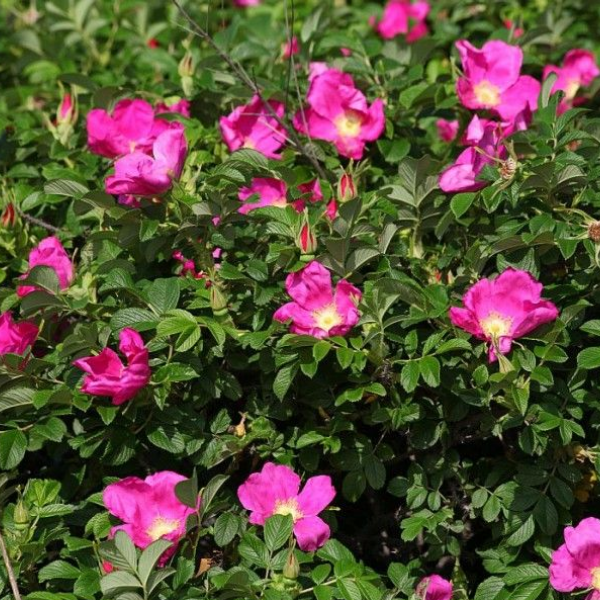 Роза Ругоза "Рубра"