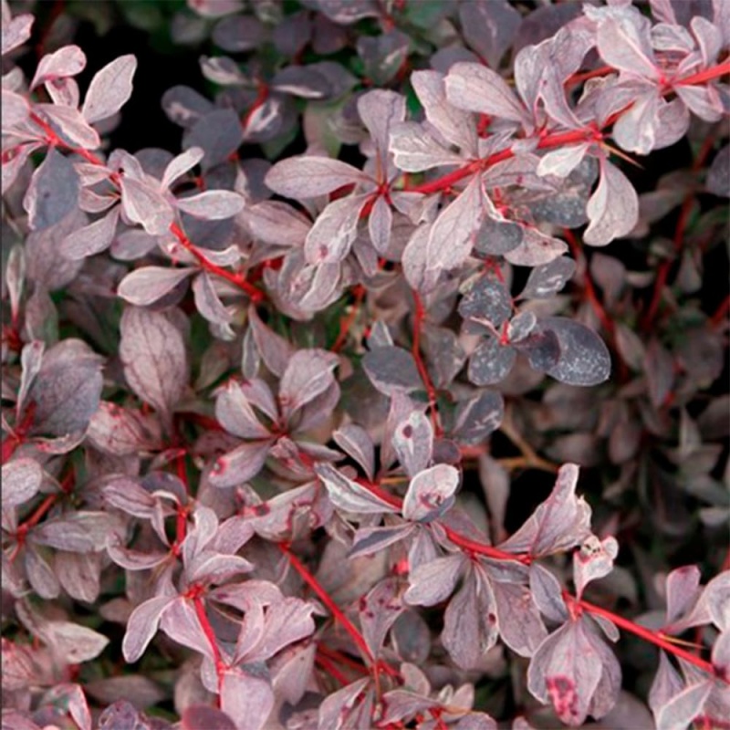 Барбарис оттавский "Сильвер Майлс"