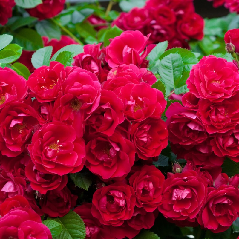 Роза миниатюрная "Rote The Fairy"