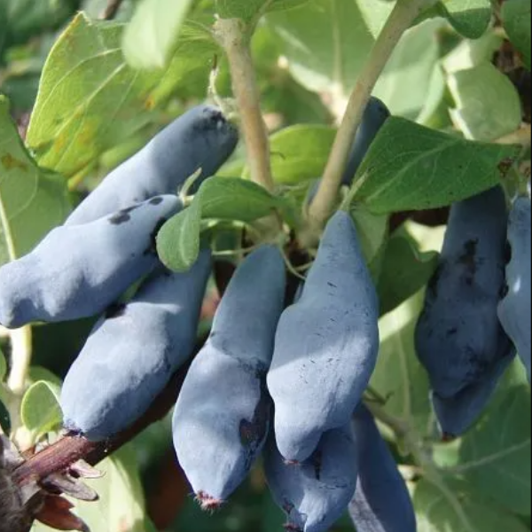 Жимолость"Гордость Бакчара"