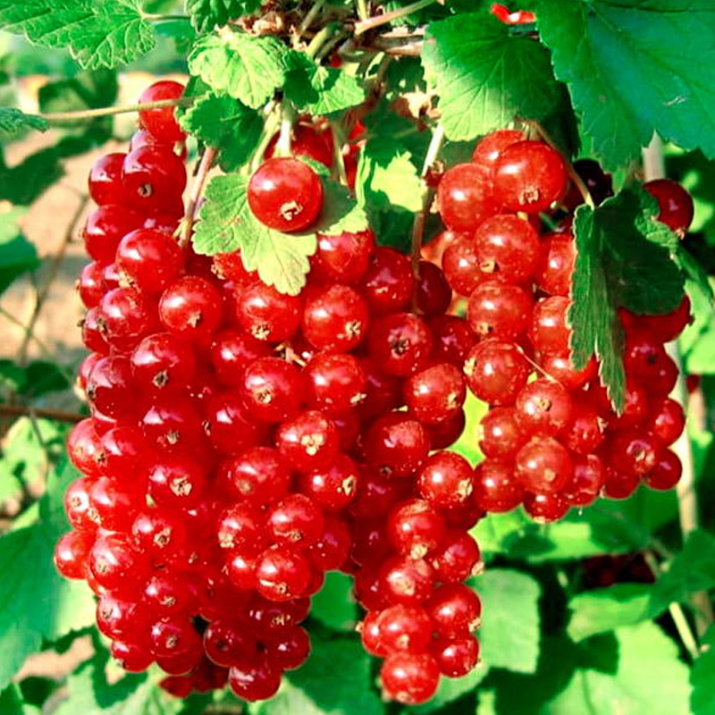 Смородина красная "Натали"