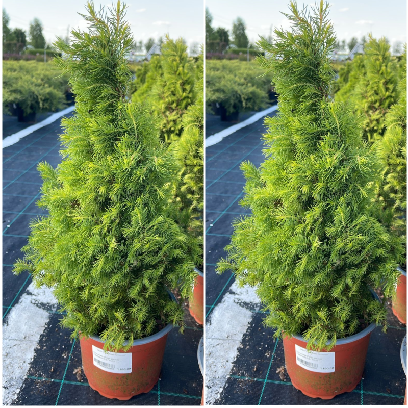 Ель сизая "Перфекта"