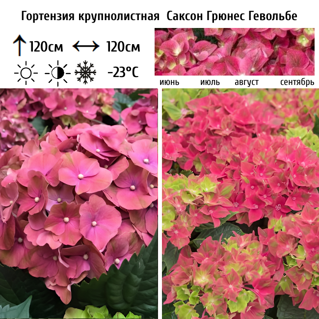 Гортензия крупнолистная "Саксон Грюнес Гевёльбе"
