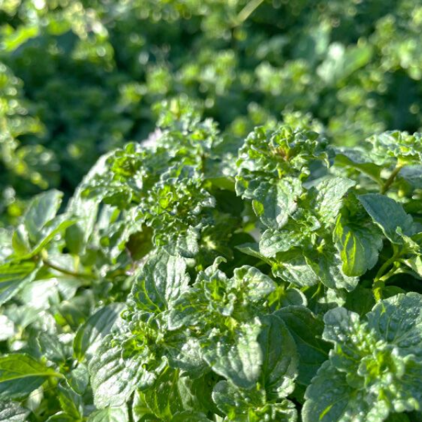 Основное изображение товара