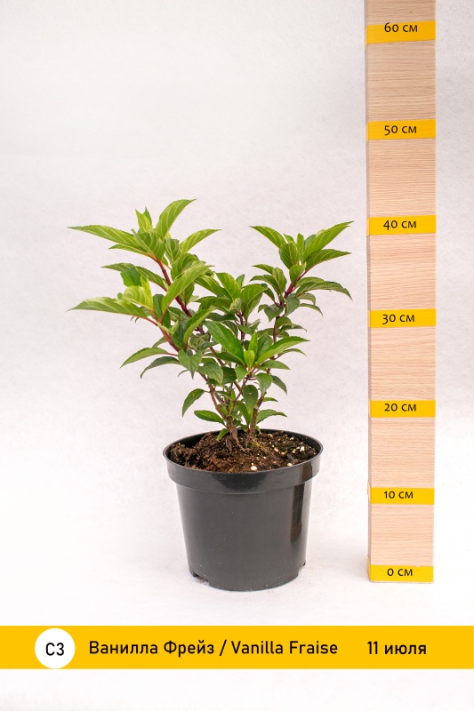 Гортензия метельчатая "Ванилла Фрейз"