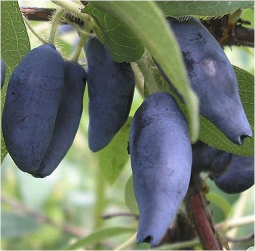 Жимолость "Югана"