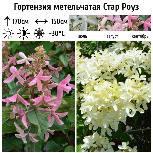 Гортензия метельчатая "Стар Роуз"
