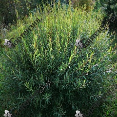 Ива Ива