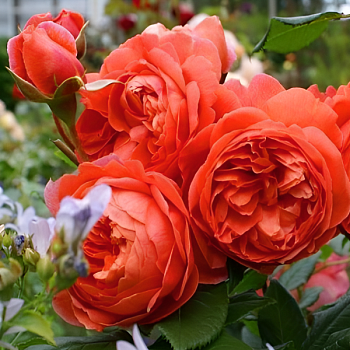 Роза флорибунда D.Austin "Summer Song" 