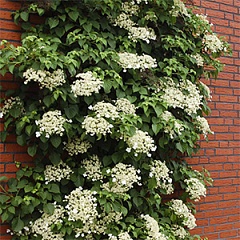 Гортензия плетистая, гибридная, дуболистная