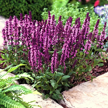 Шалфей дубравный "Мерло Роуз" 