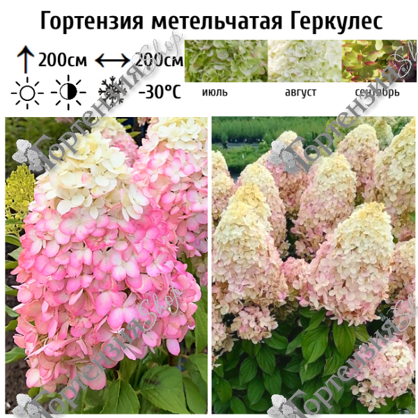 Гортензия метельчатая "Геркулес"