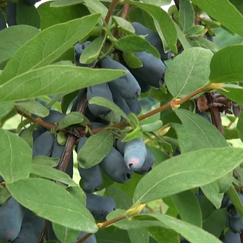 Жимолость "Бореал Бист" 