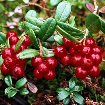 Брусника обыкновенная "Ред Перпл" 