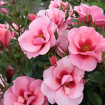 Роза миниатюрная "Maestro Babylon Eyes" 