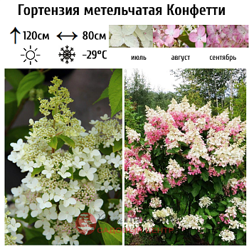 Гортензия метельчатая "Конфетти" 