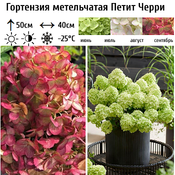 Гортензия метельчатая "Петит Черри" 