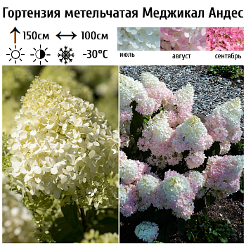 Гортензия метельчатая "Меджикал Андес" 