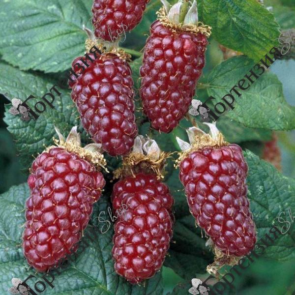 Ежемалина "Тайберри"