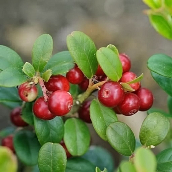 Брусника "Эрнтекроне" 