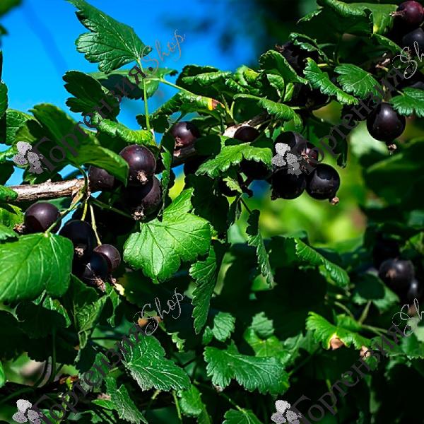 Йошта "Джостаберри"