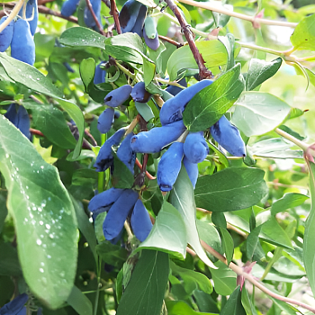 Жимолость "Восторг" 