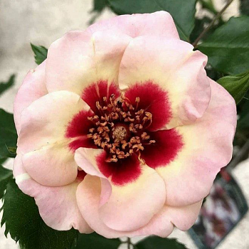 Роза миниатюрная "Sweet Babylon Eyes" 