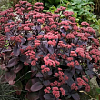Очиток 