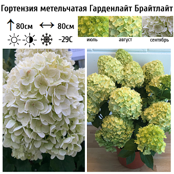 Гортензия метельчатая "Гарденлайт Брайтлайт" 