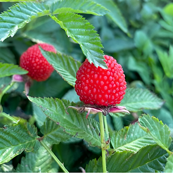 Малино-земляника "Розалин" 